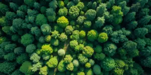 Wald-Tokenisierung: Deutsches Startup will CO₂-Markt retten